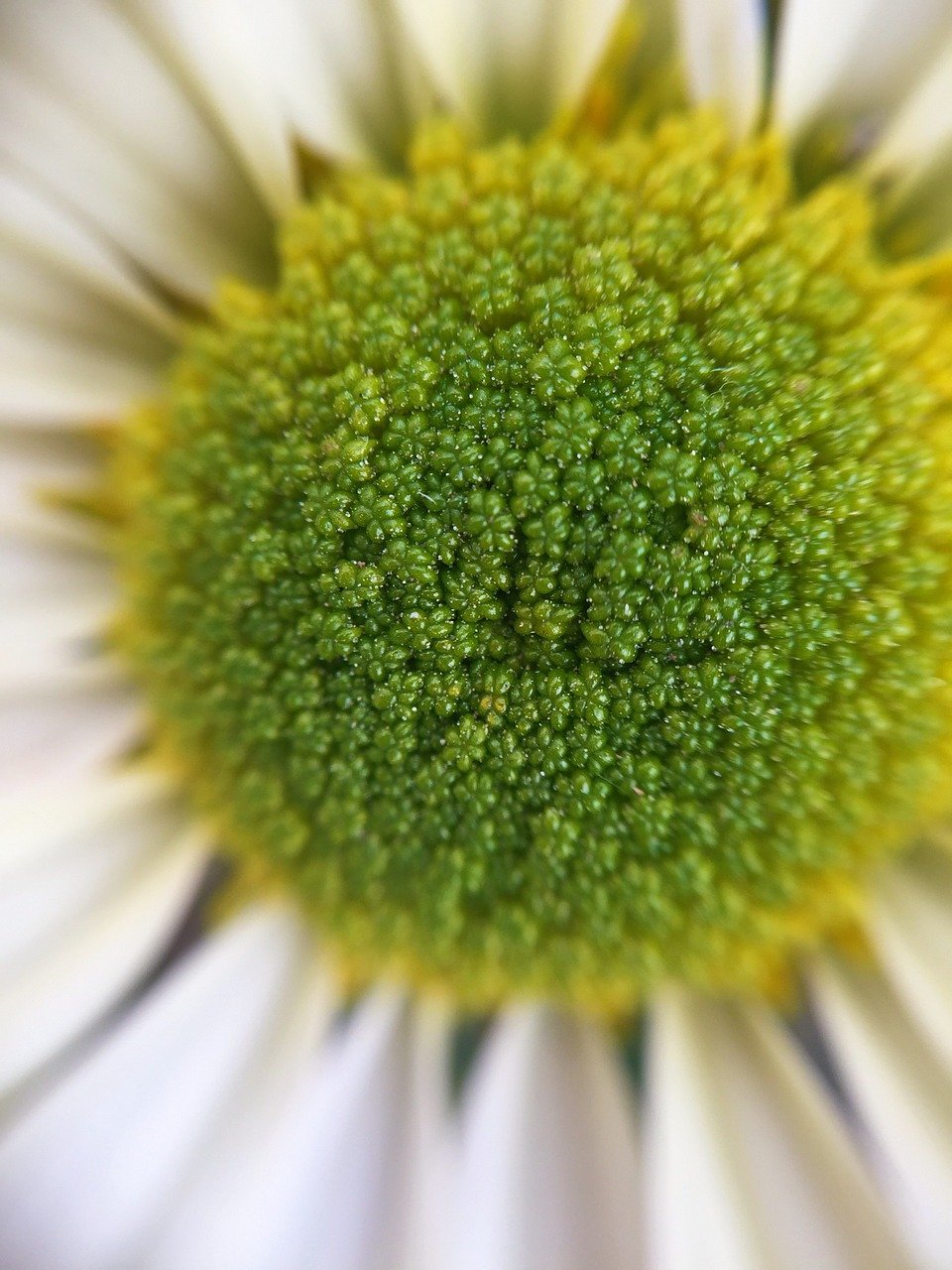 center, spiral, flower-963264.jpg